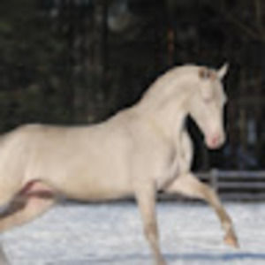 Meet your Posher, Josephine